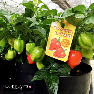 gEKVinolj 5 vX`bN 1 gEKV hq nEB chile habanero Habanero chilli Capsicum chinense