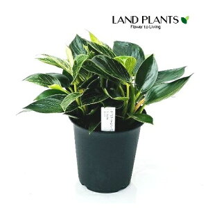 tBfhio[Lj 5 vX`bN 1tBfho[L Philodendoron 'Birkin'