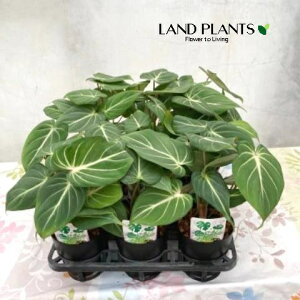 �t�B���f���h�����i�O�����I�[�T���j 3.5�� �|�b�g�c 1���t�B���f���h�����O�����I�[�T�� �O�����I�T�� Philodendron Gloriosum