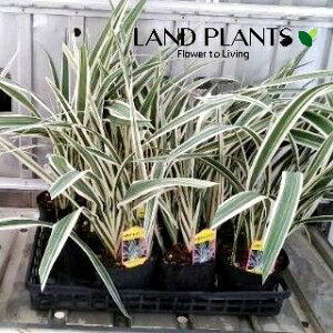 yP[X̔F12z LLEij 4.5 |bgc 12j[ Dianella ensifolia g