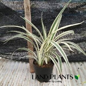 LLEij 4.5 |bgc 1j[ Dianella ensifolia g