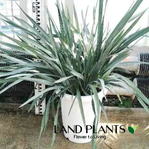 �f�B�A�l���E���{���^ �i�u���[�X�g���[���j 8�� �v���X�`�b�N�� 1���f�B�A�l�����{���^�u���[�X�g���[�� DIANELLA REVOLUTA 'BLUE STREAM' �g��