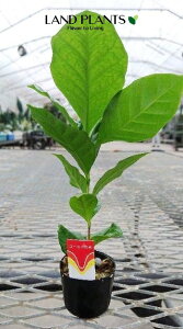 R[q[mLi1{j 2 |bgc 1  coffee R[q[̖ C. arabica L.