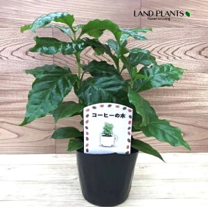 R[q[mLi3{j 3.5 |bgc 1  coffee R[q[̖ C. arabica L.