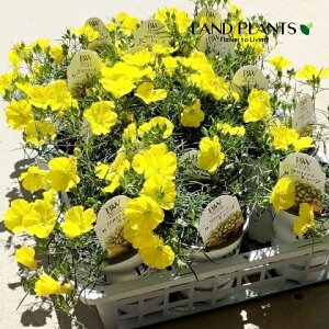 Jt@XiTj[`[vj 3.5 |bgc 1 Jt@XTj[`[v Calylophus hybrid fSunny Chirpf