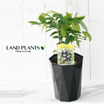 楽天市場】ジャボチカバ（観葉植物｜花・観葉植物）：花・ガーデン 