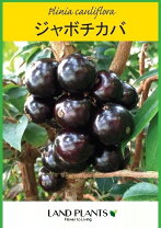 楽天市場】ジャボチカバ 大葉の通販
