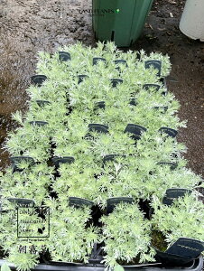 【ケース販売:28入】 アサギリソウ(山野草) 3寸 ポット苗 28鉢 朝霧草 アサギリ草 ヨモギ よもぎ 菊 キク 盆栽 盆栽の下草 Artemisia schmidtiana