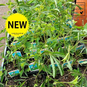 IWM\Eil\Ej 3 |bgc 1 V 㵑 đ lOTi葐j ~U R ċx Mimosa pudica sensitive plant