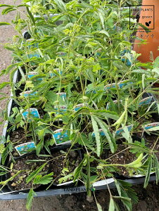 yP[X̔F24z IWM\Eil\Ej 3 |bgc 24 V 㵑 đ lOTi葐j ~U R ċx Mimosa pudica sensitive plant