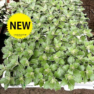 yClAz C\MNiej 3.5 |bgc LN e C\e Dendranthema pacificum