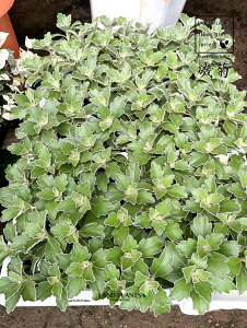 yP[X̔F24z yClAz C\MNiej 3.5 |bgc 24 LN e C\e Dendranthema pacificum