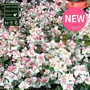 ncLJYiኋj1 3 |bgc JY JY  tCeCJJY eCJJY Trachelospermum asiaticum 'Hatuyukikazura'