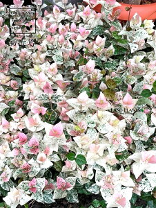 ncLJYiኋj1 3 |bgc JY JY  tCeCJJY eCJJY Trachelospermum asiaticum 'Hatuyukikazura'