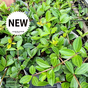 yy~AitHbgj 3 |bgc 1 yy~AtHbg Peperomia