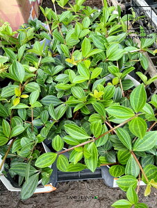 yP[X̔F24z yy~AitHbgj 3 |bgc 24 yy~AtHbg Peperomia