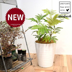 Go[tbViFV[gj 8 F ZA[g 1 yRRt@Co[EMzH45cmx everfresh 3