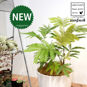 Go[tbViFV[gj 8 F ZA[g 1 yRRt@Co[EMzH45cmx everfresh 3