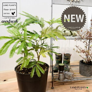 Go[tbViFV[gj c 7 vX`bN |bgc 1 H45cmx everfresh 3