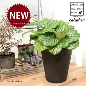 JeAiIrtHAF؁j 8 F ZA[g 1 yRRt@Co[EMz^ JeAIrtHA SVLoloVE Jungle velvet Calathea orbifolia 3