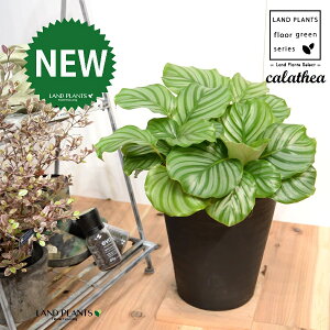 JeAiIrtHAF؁j 8 F ZA[g 1 yRRt@Co[EMz^ JeAIrtHA SVLoloVE Jungle velvet Calathea orbifolia 3