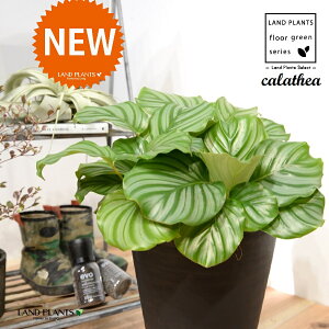 JeAiIrtHAF؁j 8 F ZA[g 1 yRRt@Co[EMz^ JeAIrtHA SVLoloVE Jungle velvet Calathea orbifolia 3