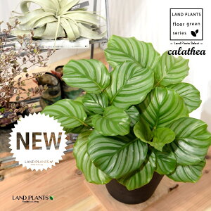 JeAiIrtHAF؁j 8 F ZA[g 1 yRRt@Co[EMz^ JeAIrtHA SVLoloVE Jungle velvet Calathea orbifolia 3