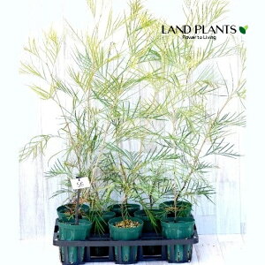 OrAi[Cgj 4 vX`bNc 1 nSmL OBA Grevillea moonlight