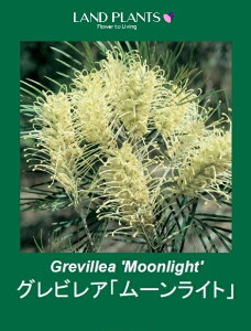 yP[X̔F8z OrAi[Cgj 4 vX`bNc 8 nSmL OBA Grevillea moonlight