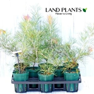 OrAiLOXC{[j 4 vX`bNc 1 nSmL OBA Grevillea