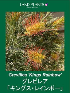 yP[X̔F8z OrAiLOXC{[j 4 vX`bNc 8 nSmL OBA Grevillea