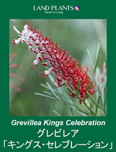 yP[X̔F5z OrAiLOXZu[Vj 4 vX`bNc 5 nSmL OBA Grevillea