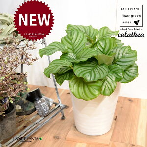 JeAiIrtHAF؁j 8 F ZA[g 1 yRRt@Co[EMz^ JeAIrtHA SVLoloVE Jungle velvet Calathea orbifolia 3