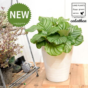 JeAiIrtHAF؁j 8 F ZA[g 1 yRRt@Co[EMz^ JeAIrtHA SVLoloVE Jungle velvet Calathea orbifolia 3