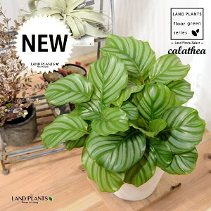 JeAiIrtHAF؁j 8 F ZA[g 1 yRRt@Co[EMz^ JeAIrtHA SVLoloVE Jungle velvet Calathea orbifolia 3