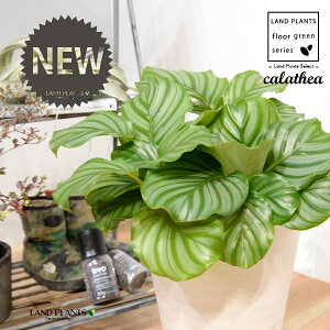 JeAiIrtHAF؁j 8 F ZA[g 1 yRRt@Co[EMz^ JeAIrtHA SVLoloVE Jungle velvet Calathea orbifolia 3