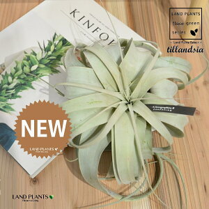 `WAiLZOtBJj LTCY c 1 GA[vc GAvc eBWA Tillandsia xerographica