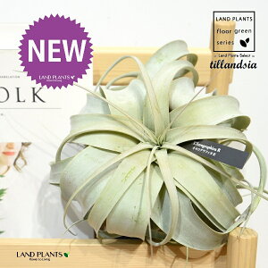 `WAiLZOtBJj LTCY c 1 GA[vc GAvc eBWA Tillandsia xerographica