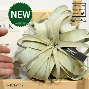 `WAiLZOtBJj LTCY c 1 GA[vc GAvc eBWA Tillandsia xerographica