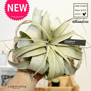 `WAiLZOtBJj LTCY c 1 GA[vc GAvc eBWA Tillandsia xerographica