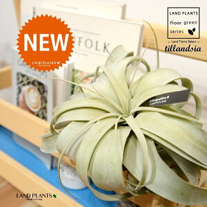 `WAiLZOtBJj LTCY c 1 GA[vc GAvc eBWA Tillandsia xerographica