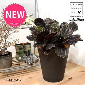 JeAihbeBF؁j 8 F ZA[g 1 yRRt@Co[EMz^ JeAhbeB SVLoloVE Jungle velvet Calathea 3