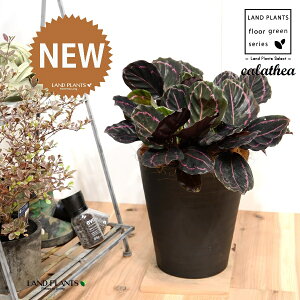 JeAihbeBF؁j 8 F ZA[g 1 yRRt@Co[EMz^ JeAhbeB SVLoloVE Jungle velvet Calathea 3