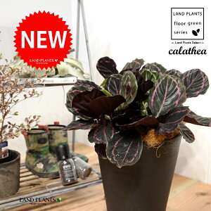 JeAihbeBF؁j 8 F ZA[g 1 yRRt@Co[EMz^ JeAhbeB SVLoloVE Jungle velvet Calathea 3