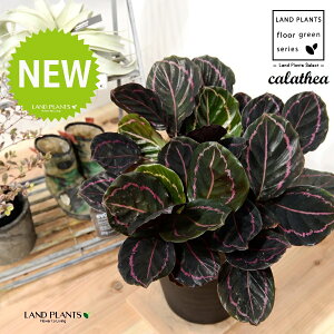 JeAihbeBF؁j 8 F ZA[g 1 yRRt@Co[EMz^ JeAhbeB SVLoloVE Jungle velvet Calathea 3