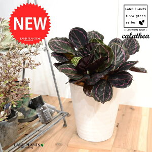 JeAihbeBF؁j 8 F ZA[g 1 yRRt@Co[EMz^ JeAhbeB SVLoloVE Jungle velvet Calathea 3