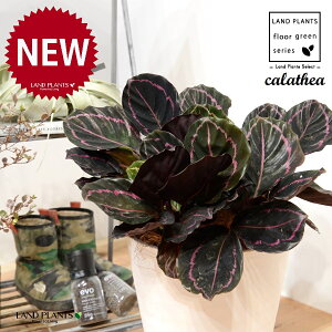 JeAihbeBF؁j 8 F ZA[g 1 yRRt@Co[EMz^ JeAhbeB SVLoloVE Jungle velvet Calathea 3