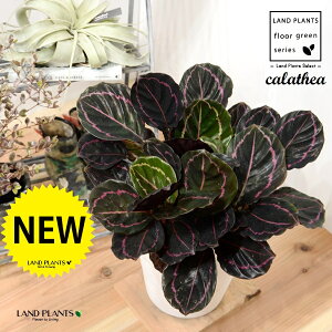 JeAihbeBF؁j 8 F ZA[g 1 yRRt@Co[EMz^ JeAhbeB SVLoloVE Jungle velvet Calathea 3