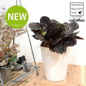 JeAihbeBF؁j 8 F ZA[g 1 yRRt@Co[EMz^ JeAhbeB SVLoloVE Jungle velvet Calathea 3