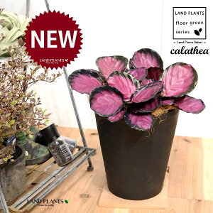 JeAip[v[YF؁j 8 F ZA[g 1 yRRt@Co[EMz^ JeAp[v[Y SVLoloVE Jungle velvet Calathea purplerose 3